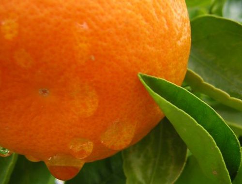 laranja 1a
