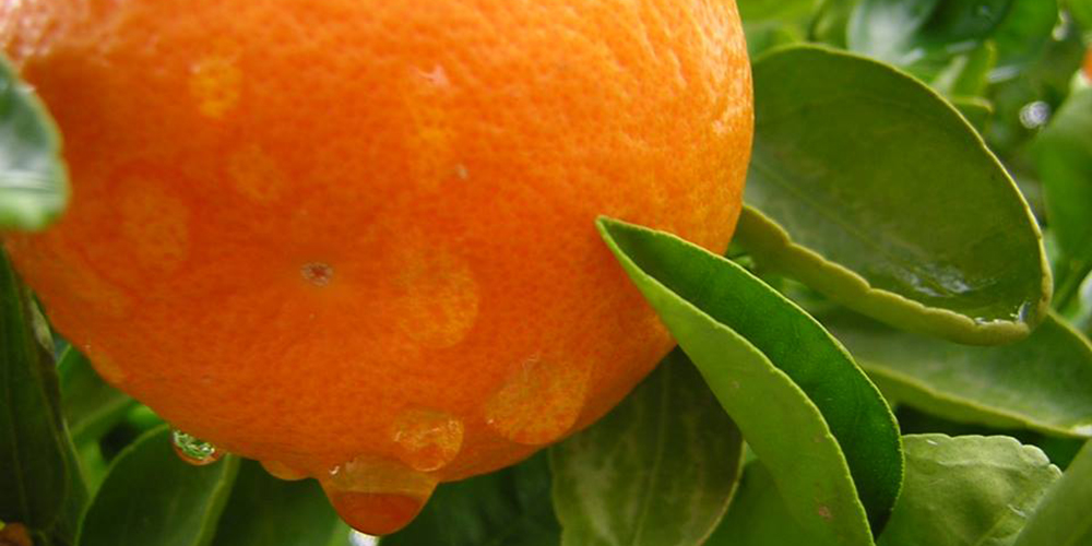laranja 1a