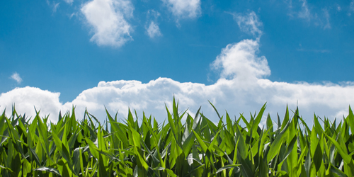 campo agricultura